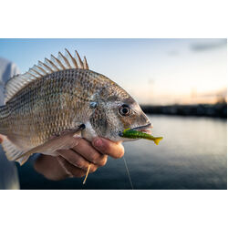 Gulp Shrimp Soft Plastic 2inch Red Belly Shrimp