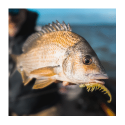 Rapala Crush City The Imposter 2.5" Soft Plastic Banana Prawn