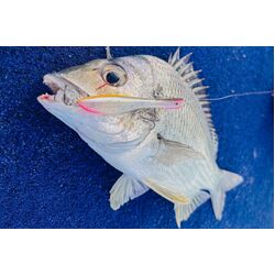 Nomad Design Dartwing 90 Floating 90mm - AG - Aqua Ghost