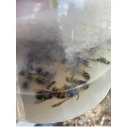 Envirosafe European Wasp Trap