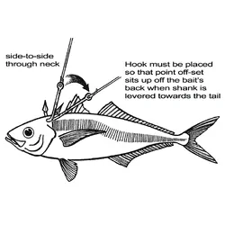 Black Magic John Dory Rig