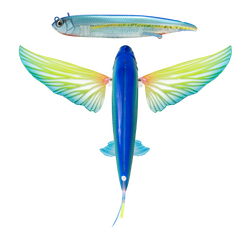 Nomad Design Slipstream 200 Flying Fish 200mm - Ahi Ghost