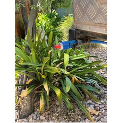 Stand At Ease Wasp Stopper