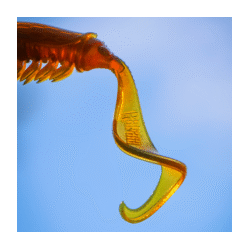 Rapala Crush City Creeper 3.25" Soft Plastic Bloodworm Uv