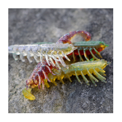 Rapala Crush City The Imposter 2.5" Soft Plastic Banana Prawn