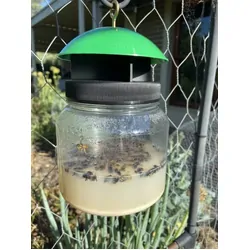 Envirosafe European Wasp Trap