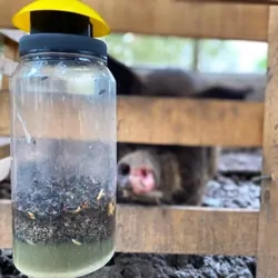 Envirosafe Jumbo Fly Trap