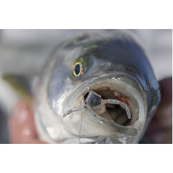 Berkley PowerBait Shrimp Soft Plastic 2inch Bloodworm