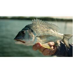 Berkley PowerBait Sandworm 4inch Soft Plastic Watermelon Red