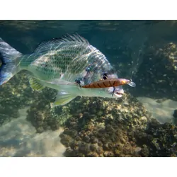 Berkley Pro-Tech Stunna Lure 60mm Golden Trout