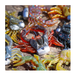 Rapala Crush City Trickster 1.5" Soft Plastic Black Nightmare