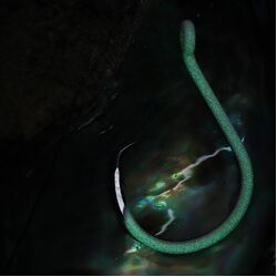 BKK Glow Heavy Circle Hooks - 1/0 - 8 Per Pack