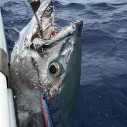 Decoy 80978 Jig Sgl Cutlass JS-2 7/0 Pkt 2