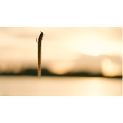 Berkley PowerBait Sandworm 4inch Soft Plastic Watermelon Red