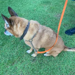 Ground Dogs Pet Lead