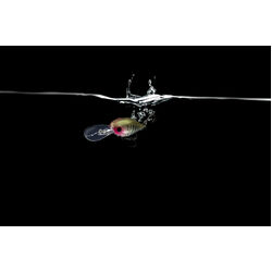 Berkley Pro-Tech Brimz Shallow Lure 38mm Peppered Prawn