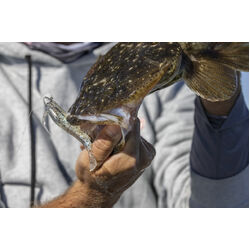 Berkley PowerBait Shrimp Soft Plastic 2inch Bloodworm