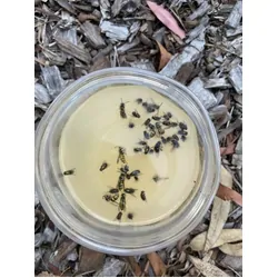 Envirosafe European Wasp Trap