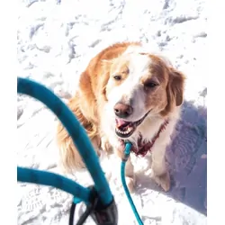 Navigator Dog Leash Buddy