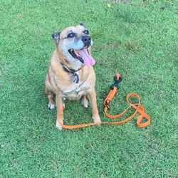 Ground Dogs Pet Restraint Kit - without lead
