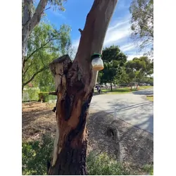 Envirosafe European Wasp Trap