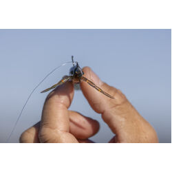 Berkley PowerBait Shrimp Soft Plastic 2inch Bloodworm