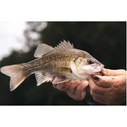 Berkley PowerBait HoneyBall Soft Plastic 40mm Lime Ice