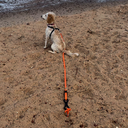 Ground Dogs Pet Lead