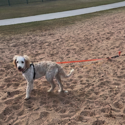 Ground Dogs Pet Lead