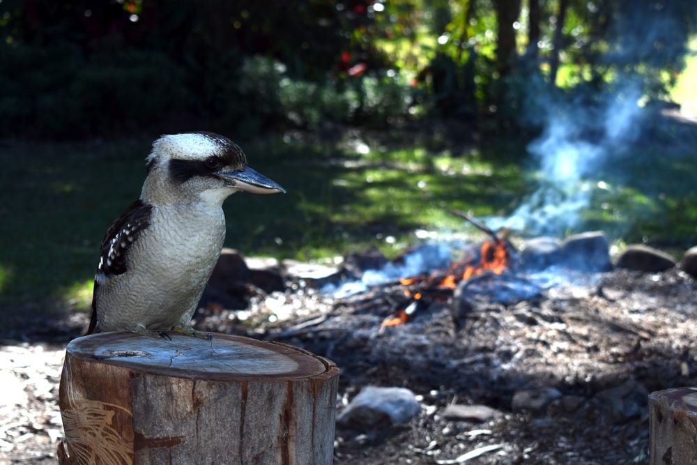 camping kookaburra
