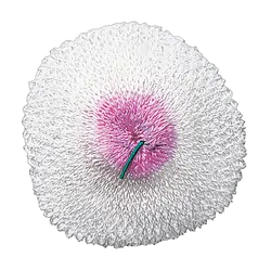 Companion Lantern Mantle D2 - Double Tie