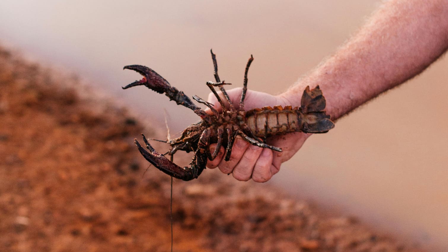 How to Pump Yabbies for Bait: A Fishing Guide to Saltwater Yabbies