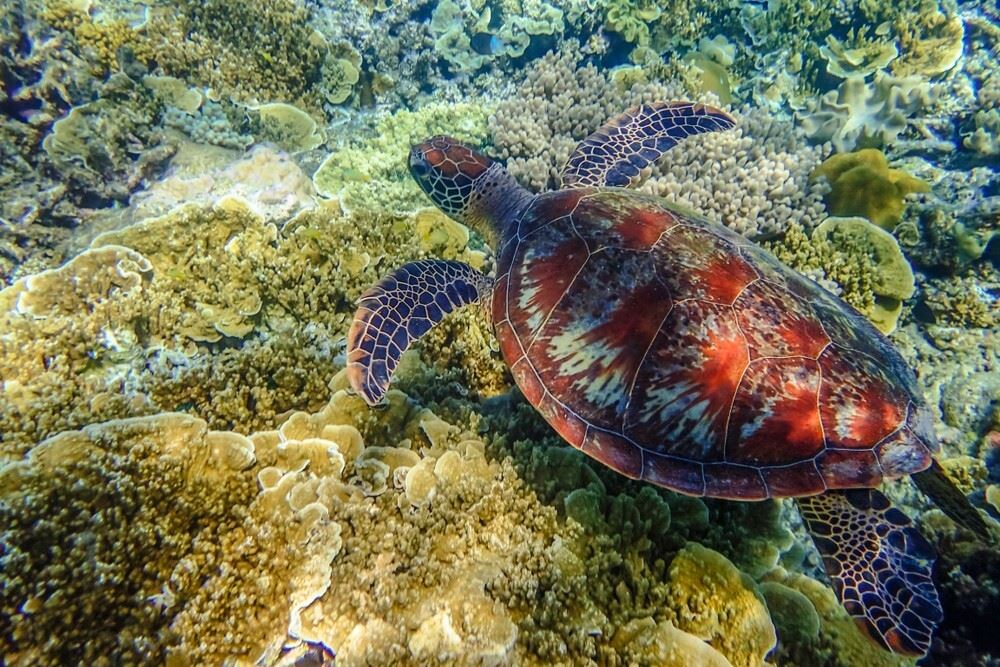 Destination Inspiration: The Best Reef Adventures In Australia