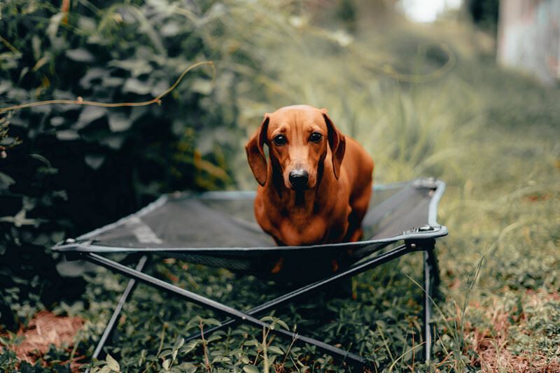 Can you take your dog camping?